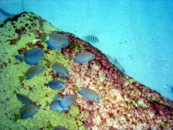 Taken while snorkling at Atlantis Beach Nassau. Used Sony... by Marshall Karp 